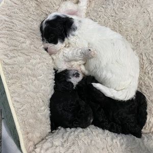 Meet your Posher, Deysi